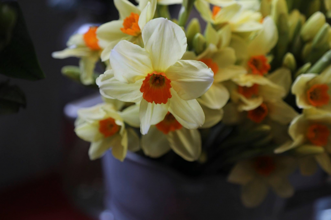 Test Vanilla Blues | Colchester | Home