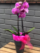 Floral Gift Collection | Plants | Same Day Delivery Collection  | Signature Orchid Plant
