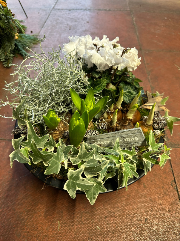 Container arrangements | Mother's Day 2024 | Plants | The Christmas Collection | Antique Zinc Bowl Planted Arrangement