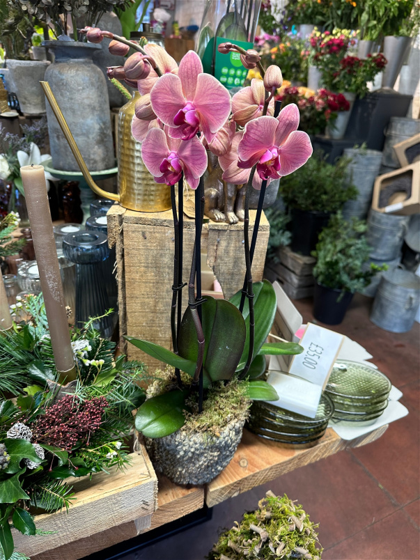 Plants | The Christmas Collection | Festive Phalanopsis