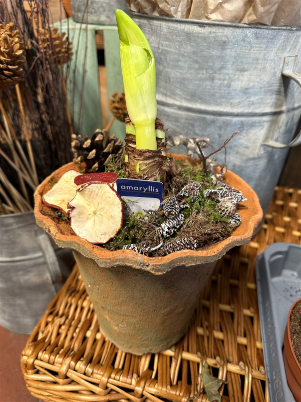 Plants | The Christmas Collection | Amaryllis in Redstone Frill pot