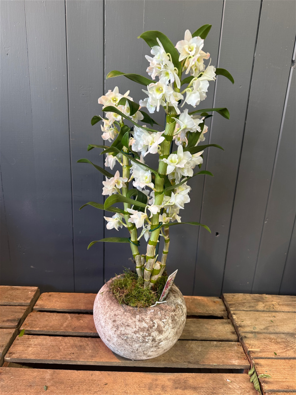 Plants | Dendrobium Orchid